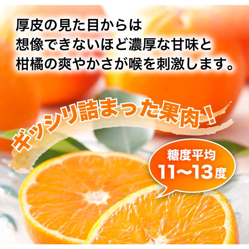 予約商品 たんかん 柑橘 訳あり屋久島たんかん 10kg M〜2L(約30 予約商品 たんかん 柑橘 訳あり屋久島たんかん 10kg M〜2L(約30