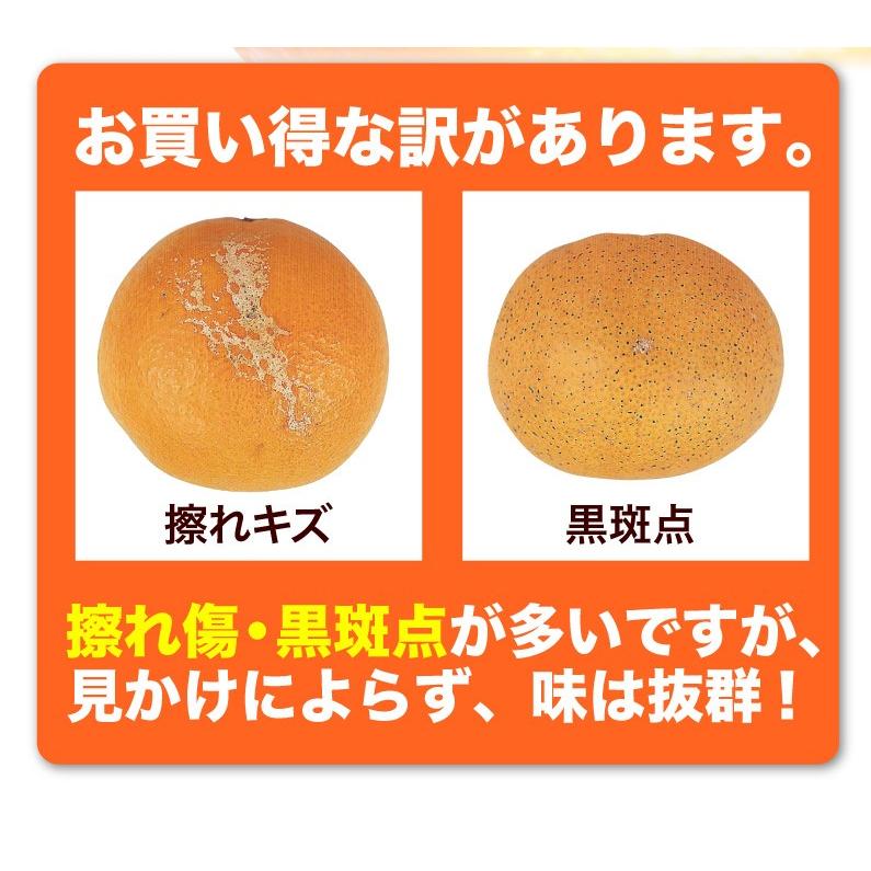 みかん 清見タンゴール 愛媛県産 きよみ 5kg ご家庭用ちょっぴり訳あり 送料無料 産直 J常｜kuishinboucom｜06