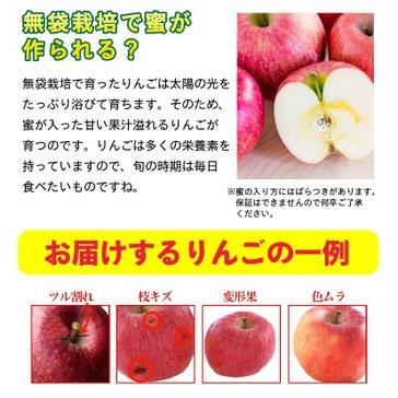 りんご 訳あり サンふじ 山形県産  サイズ不ぞろい 家庭用５kg 送料無料 果物 フルーツ グルメ Y常｜kuishinboucom｜03