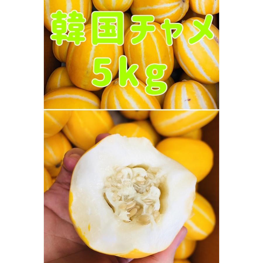 日本産 韓国チャメ マクワウリ 5kg 10玉〜20玉前後 チャメ メロン 韓国