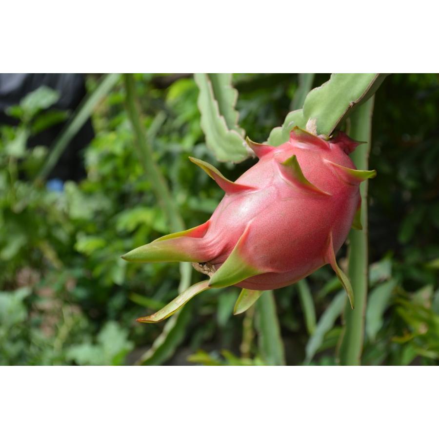 ドラゴンフルーツ 赤肉 大玉 ５個 約2 5kg サボテンの実 イスリ青果 通販 Yahoo ショッピング