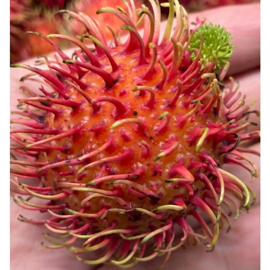女性が喜ぶ ランブータン Rambutan 6kg 冷蔵無料発送 メキシコ産 Aynaelda Com