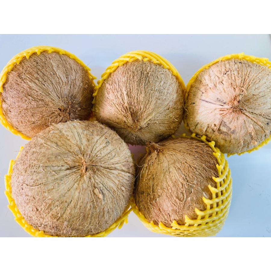 ココナッツ オールドココナッツ ヤシの実 5玉 送料無料 ベトナム産 イスリ青果 通販 Yahoo ショッピング