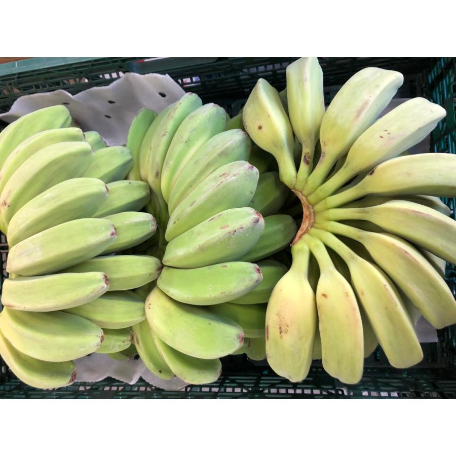 格安人気 サババナナ Saba Banana 5房前後 約10kg フィリピン産 調理用バナナ 料理用バナナ 野菜バナナ Aynaelda Com