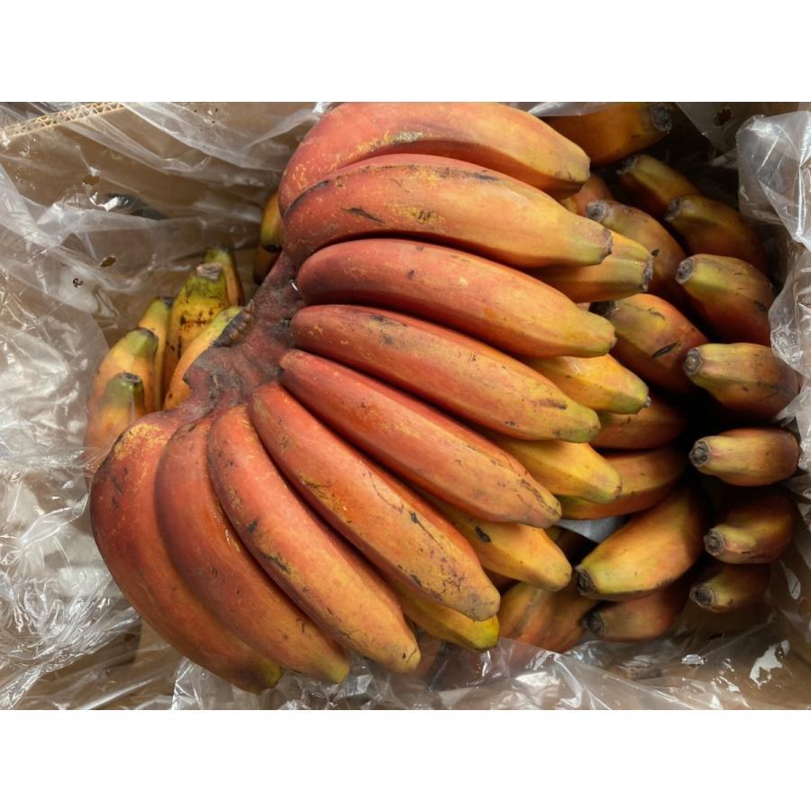 モラードバナナ 赤いバナナ レッドバナナ 1kg前後 バナナ イスリ青果 通販 Yahoo ショッピング