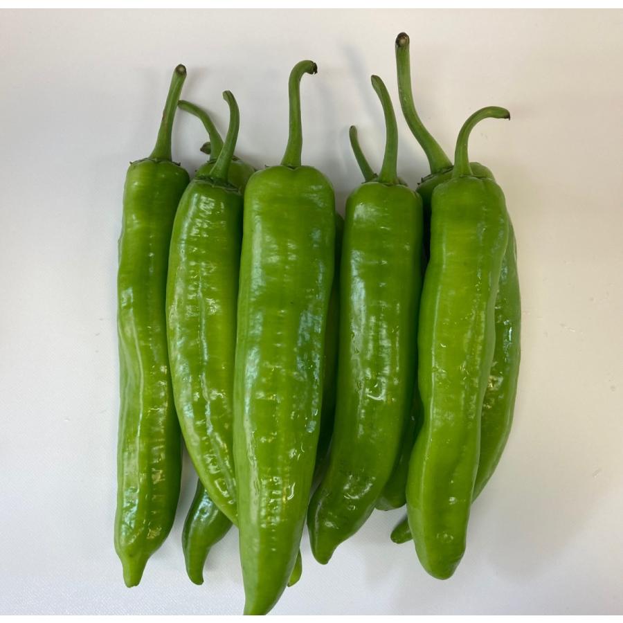 レビュー高評価の商品 羊角椒 青唐辛子 唐辛子 1kg 国産 とうがらし