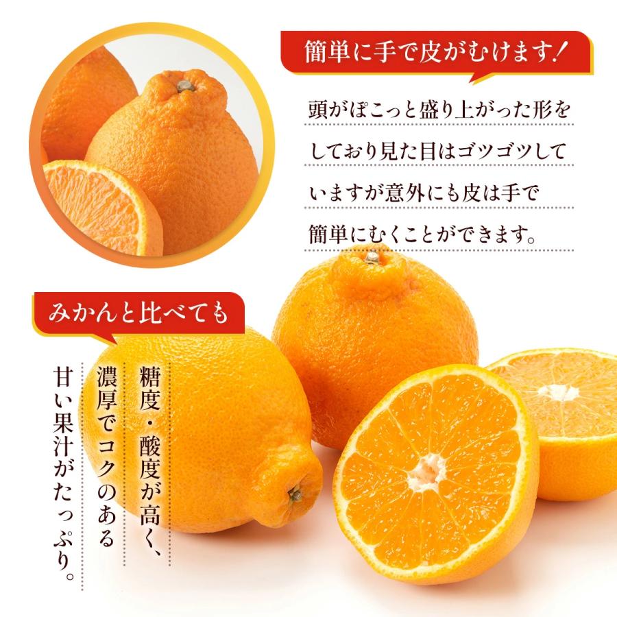 みかん 訳あり 不知火 大特価セール 約5kg 約2kg 500g保証付き 熊本産