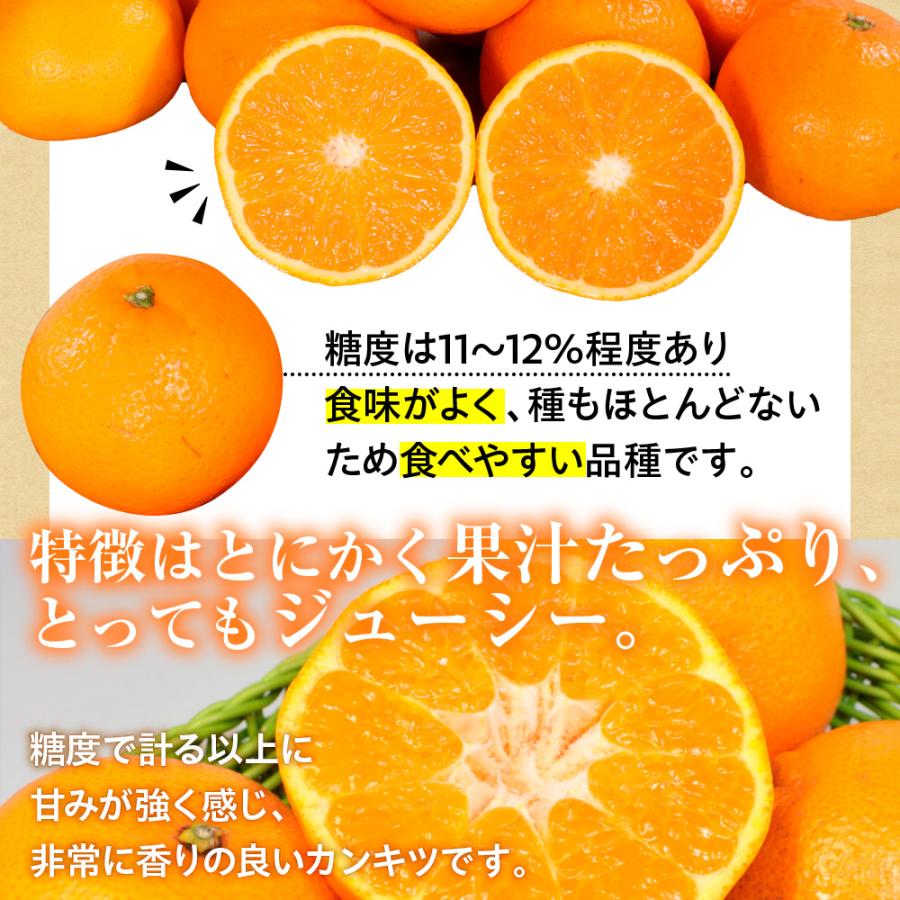 みかん 熊本県産 清美オレンジ 1.5kg 3L-L 約8-16玉 母の日 父の日 秀品 贈答 ギフト プレゼント 贈り物 オレンジ 濃厚 ジューシー 常温便｜kumafuru｜05