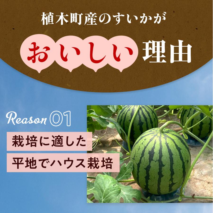 すいか 熊本県産 1.5kg以上 小玉 1玉 2玉 父の日 お中元 秀品 春すいか