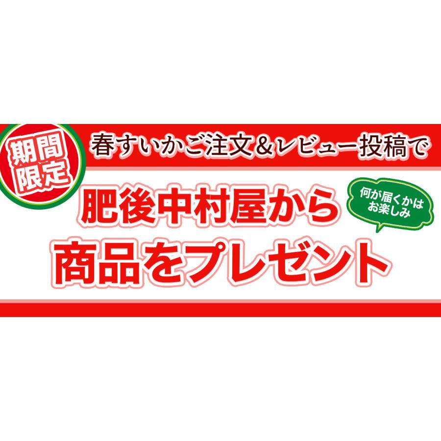 ランキング1位獲得!! すいか 熊本県産 春スイカ 3.5kg-5kg以上 訳あり 家庭用 常温便｜kumafuru｜17