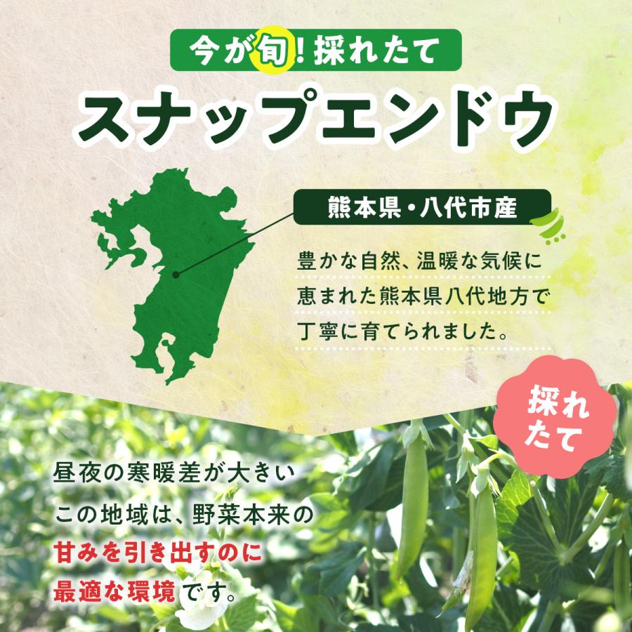 スナップエンドウ 1kg 熊本県産 八代市産 えんどう豆 野菜 美味しい 期間限定 数量限定 産地直送 新鮮 冷蔵便 |  | 01