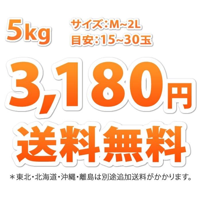 デコポンと同品種 デコみかん 契約農家さん直送 熊本県産 露地栽培 5kg みかん ミカン 柑橘｜kumamoto-gurume｜02