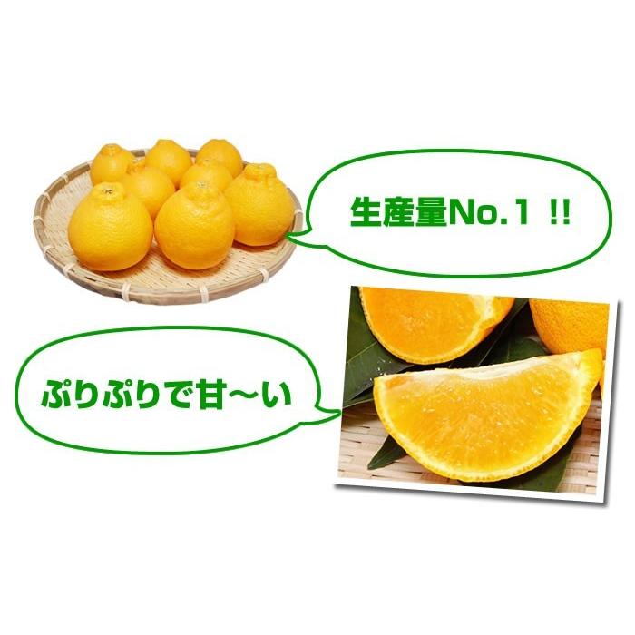 デコポンと同品種 デコみかん 契約農家さん直送 熊本県産 露地栽培 5kg みかん ミカン 柑橘｜kumamoto-gurume｜07