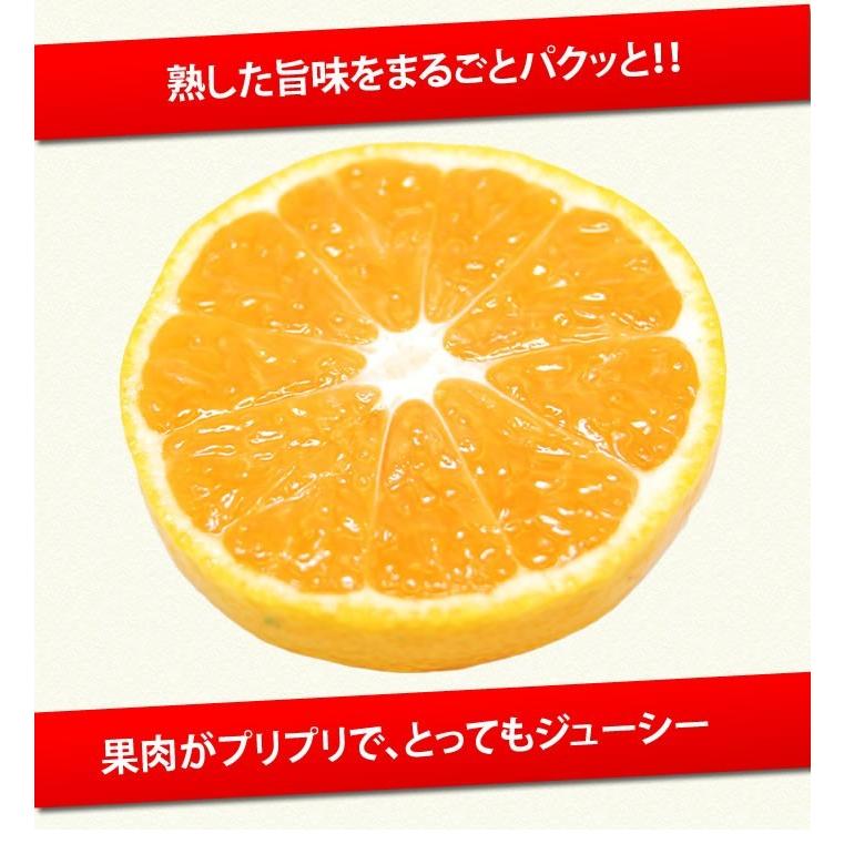 みかん 送料無料 訳あり 8kg 熊本  ポイント消化 ミカン 蜜柑 くまもと フルーツ |  | 01