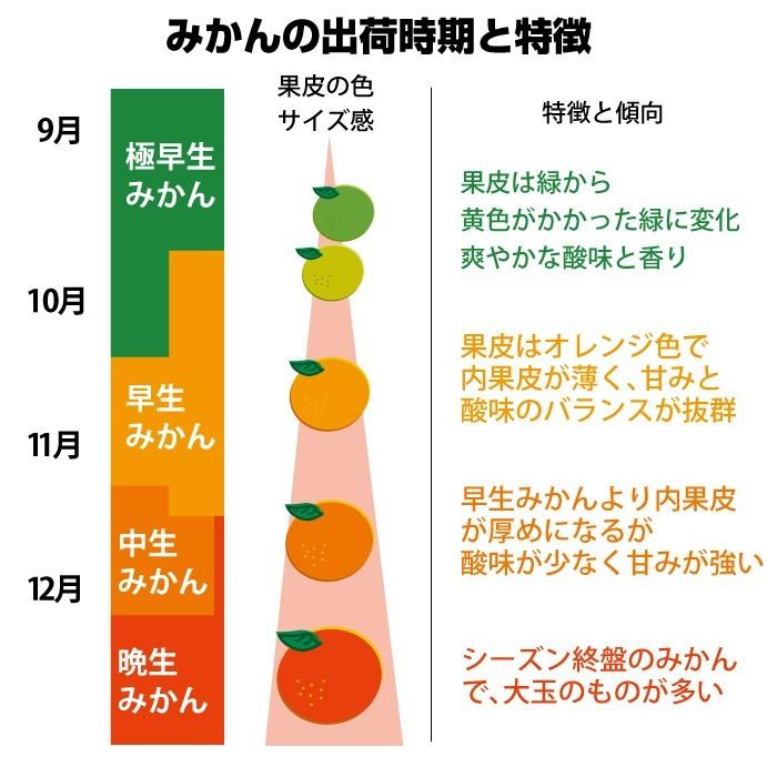 みかん 送料無料 訳あり 8kg 熊本  ポイント消化 ミカン 蜜柑 くまもと フルーツ |  | 05