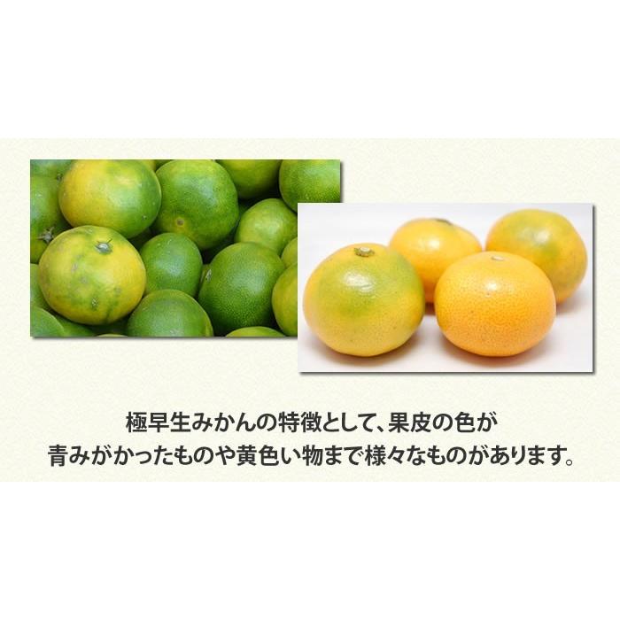 みかん 送料無料 訳あり 8kg 熊本  ポイント消化 ミカン 蜜柑 くまもと フルーツ |  | 07