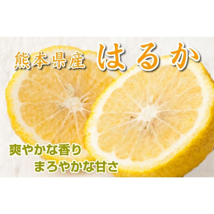 みかん はるか 送料無料 熊本県産 5kg ミカン 蜜柑 : 熊本グルメ市場