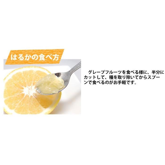 みかん はるか 送料無料 熊本県産 5kg ミカン 蜜柑 : 熊本グルメ市場