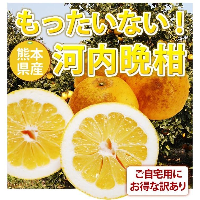 河内晩柑 訳あり 箱込 約10kg 内容量9kg + 補償分500g 送料無料 みかん ミカン 柑橘 ジューシー みかん 文旦 4月中旬〜下旬頃より順次出荷開始 |  | 01