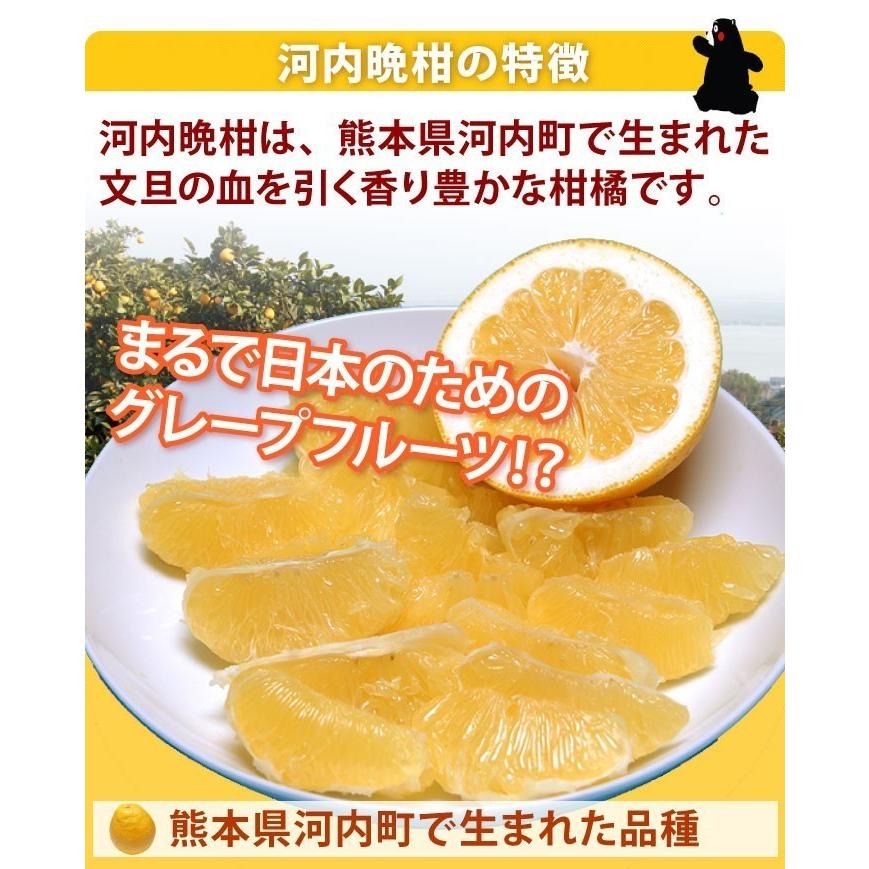 河内晩柑 訳あり 箱込 約10kg 内容量9kg + 補償分500g 送料無料 みかん ミカン 柑橘 ジューシー みかん 文旦 4月中旬〜下旬頃より順次出荷開始 |  | 03
