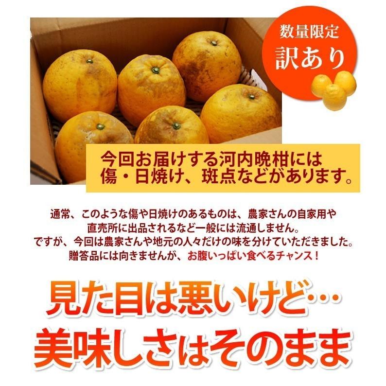 河内晩柑 訳あり 箱込 約10kg 内容量9kg + 補償分500g 送料無料 みかん ミカン 柑橘 ジューシー みかん 文旦 4月中旬〜下旬頃より順次出荷開始 |  | 04