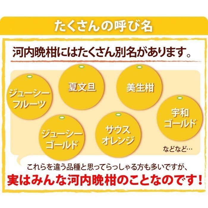 河内晩柑 訳あり 箱込 約10kg 内容量9kg + 補償分500g 送料無料 みかん ミカン 柑橘 ジューシー みかん 文旦 4月中旬〜下旬頃より順次出荷開始 |  | 07