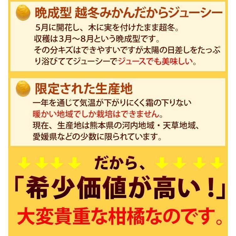 河内晩柑 訳あり 箱込 約10kg 内容量9kg + 補償分500g 送料無料 みかん ミカン 柑橘 ジューシー みかん 文旦 4月中旬〜下旬頃より順次出荷開始 |  | 08