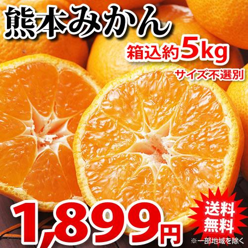 お買い得モデル 驚きの値段 みかん 送料無料 箱込5kg 内容量4kg 補償分500g 訳あり 規格外 熊本県産 ミカン 蜜柑 ご自宅用 salondelnuncamas.org salondelnuncamas.org