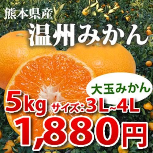 みかん 送料無料 5kg 熊本県産 温州 大玉 ミカン 蜜柑 柑橘｜kumamoto-gurume