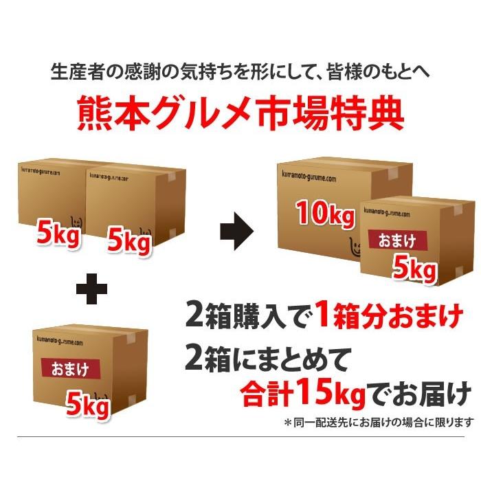 みかん 送料無料 5kg 熊本県産 温州 大玉 ミカン 蜜柑 柑橘｜kumamoto-gurume｜03