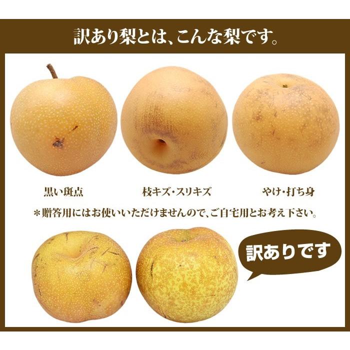 梨 送料無料 訳あり熊本県産  約1.5kg 2セット購入で1セットおまけ サイズ不選別 豊水 幸水 秋月 新高 ご自宅用 なし ナシ｜kumamoto-gurume｜05