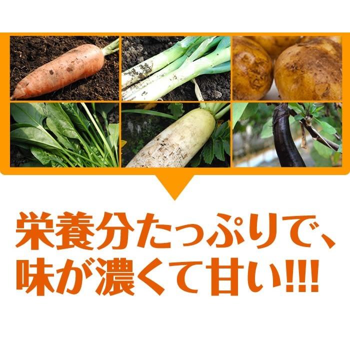 野菜セット 九州産 熊本産 送料無料 10品目以上｜kumamoto-gurume｜05