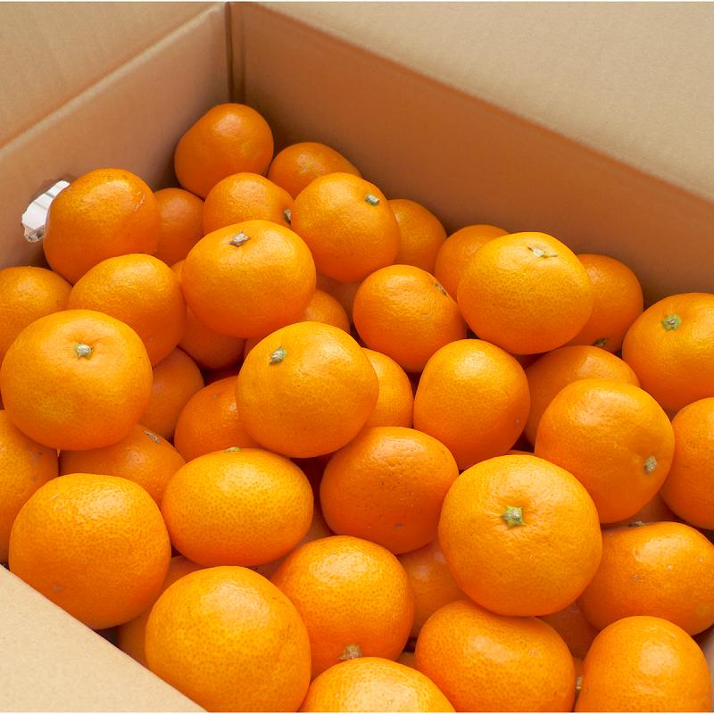 みかん 温州みかん 【 限定 50セット 】 高級品種 「 金峯 5kg 」 水本