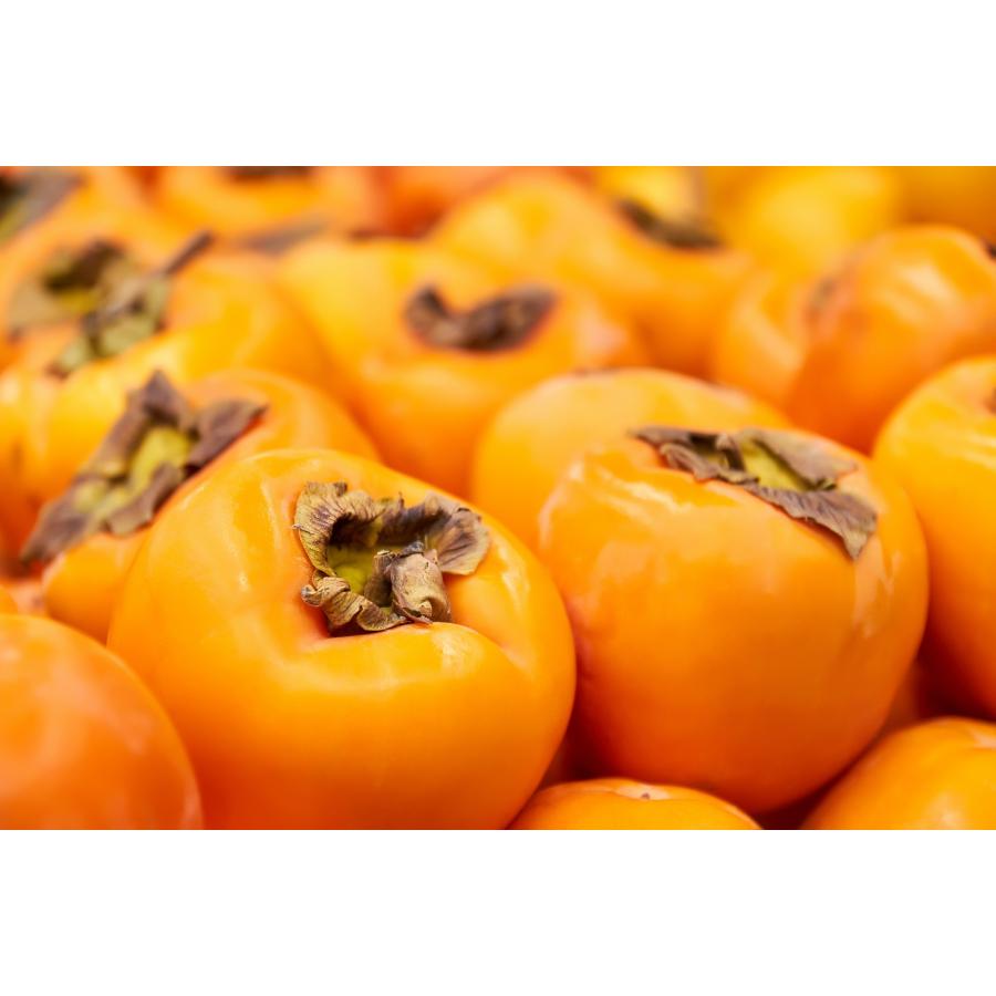 【予約販売】 太秋柿 約 900g 3玉 甘柿 かき ご たいしゅうがき 果物 優品 訳あり フルーツ|kumamoto-shokusai|02