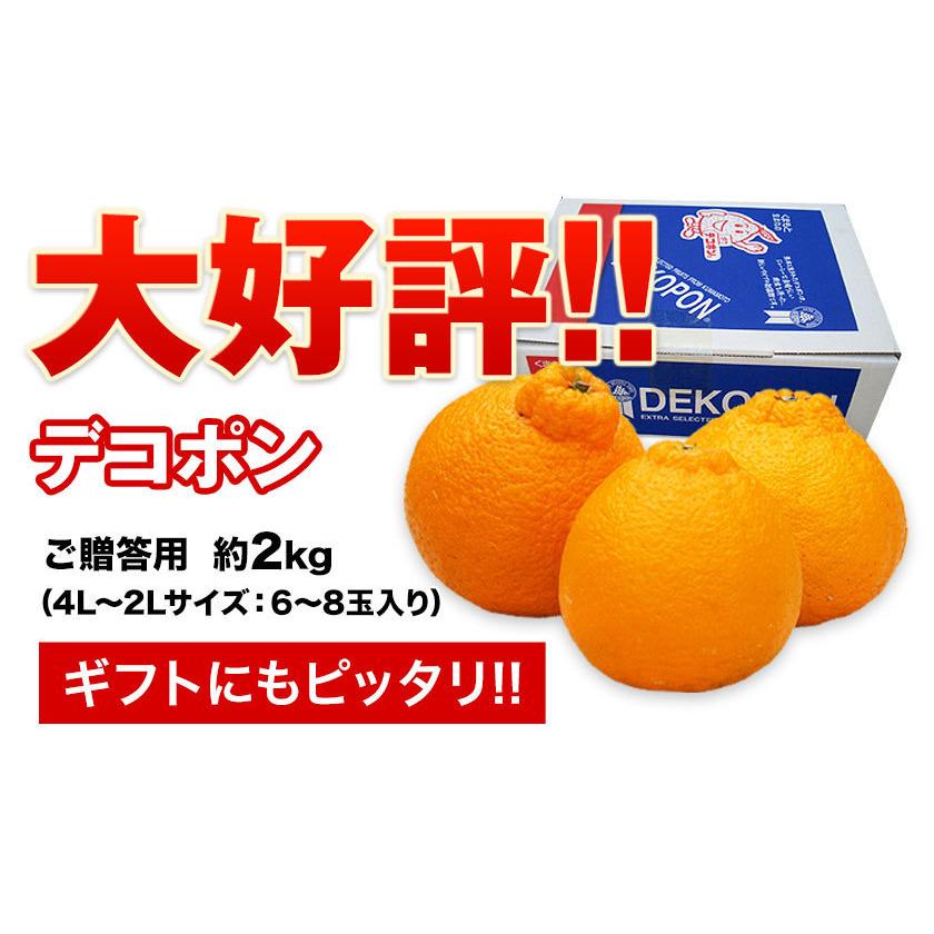 デコポン 贈答用 ギフト 不知火 送料無料 熊本県産 約1.8kg前後-約2kg前後 プレゼント みかん ギフト 光センサー選果 2月下旬-3月中旬頃に発送予定｜kumamotofood｜03