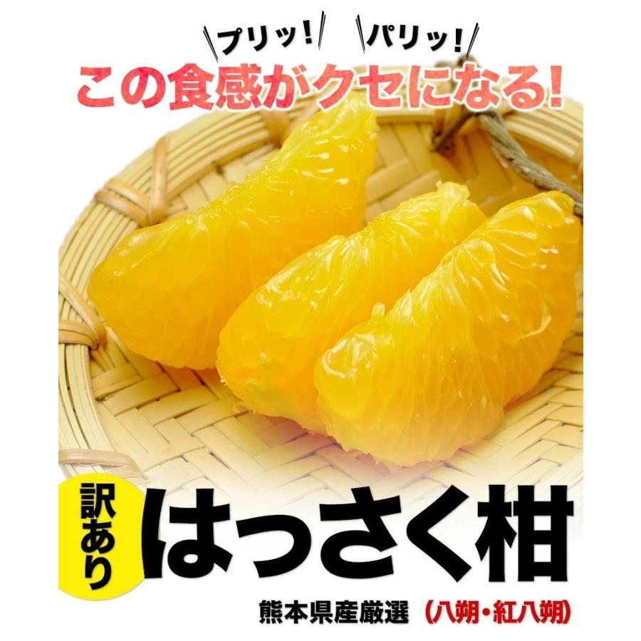 はっさく 八朔 送料無料 2セットで＋1セット増量 3セットで＋3セットおまけ みかん 1.5kg 柑橘 訳あり 熊本 1-5営業以内発送予定(土日祝除く)｜kumamotofood｜02