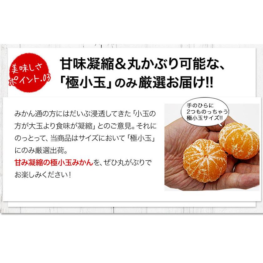 小玉 みかん 訳あり ご家庭用 送料無料 1.5kg 小粒 ミカン 柑橘 熊本 極早生 3s-sサイズ 家庭用 7-14営業日以内に出荷予定(土日祝日除く)｜kumamotofood｜13