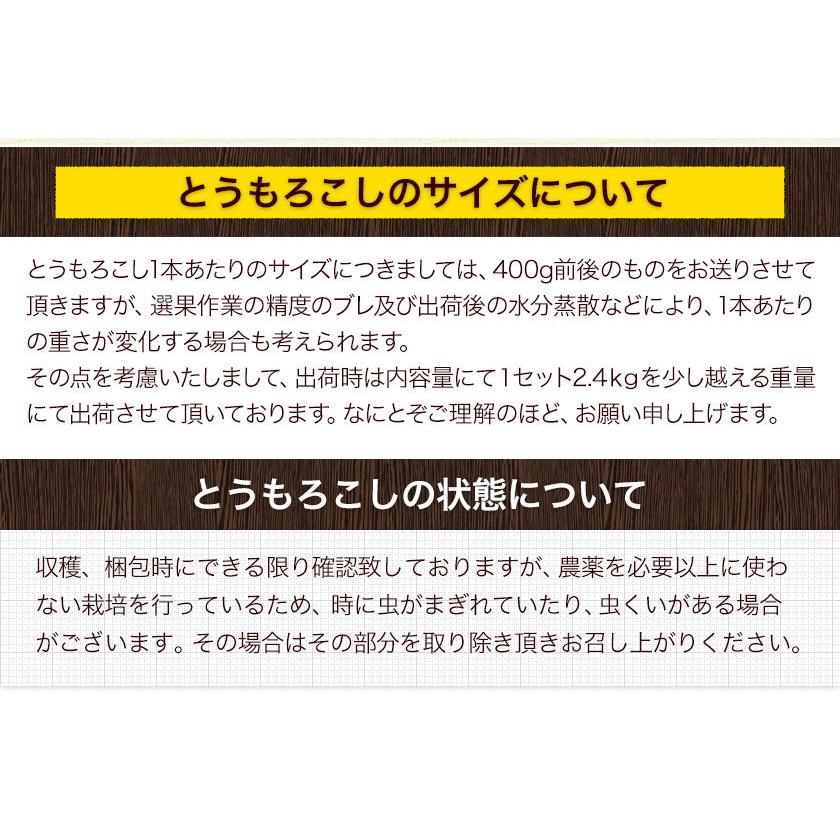 白いとうもろこし 2.4kg 400g前後 6本 2.4kg以上 ホワイトコーン 甘い とうもろこし 白いおおもの 糖度 野菜 石田農園 5月末頃〜6月下旬頃より発送予定｜kumamotofood｜12