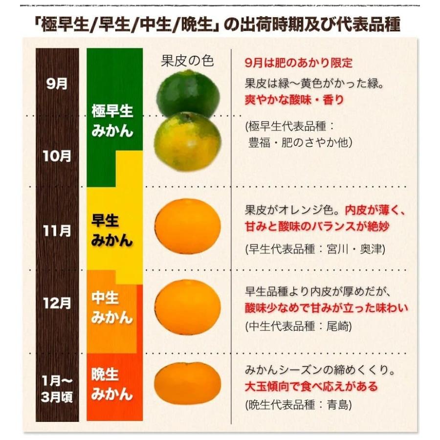 2セット以上でおまけ付き みかん 訳あり 大粒 大玉 1.5kg 送料無料 ミカン 旬 フルーツ 柑橘 果物 熊本産 熊本 7-14営業以内発送予定(土日祝除く)｜kumamotofood｜12