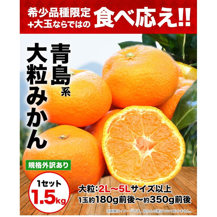 2セット以上でおまけ付き みかん 訳あり 大粒 大玉 1.5kg 送料無料 ミカン 旬 フルーツ 柑橘 果物 熊本産 熊本 7-14営業以内発送予定(土日祝除く)｜kumamotofood｜02