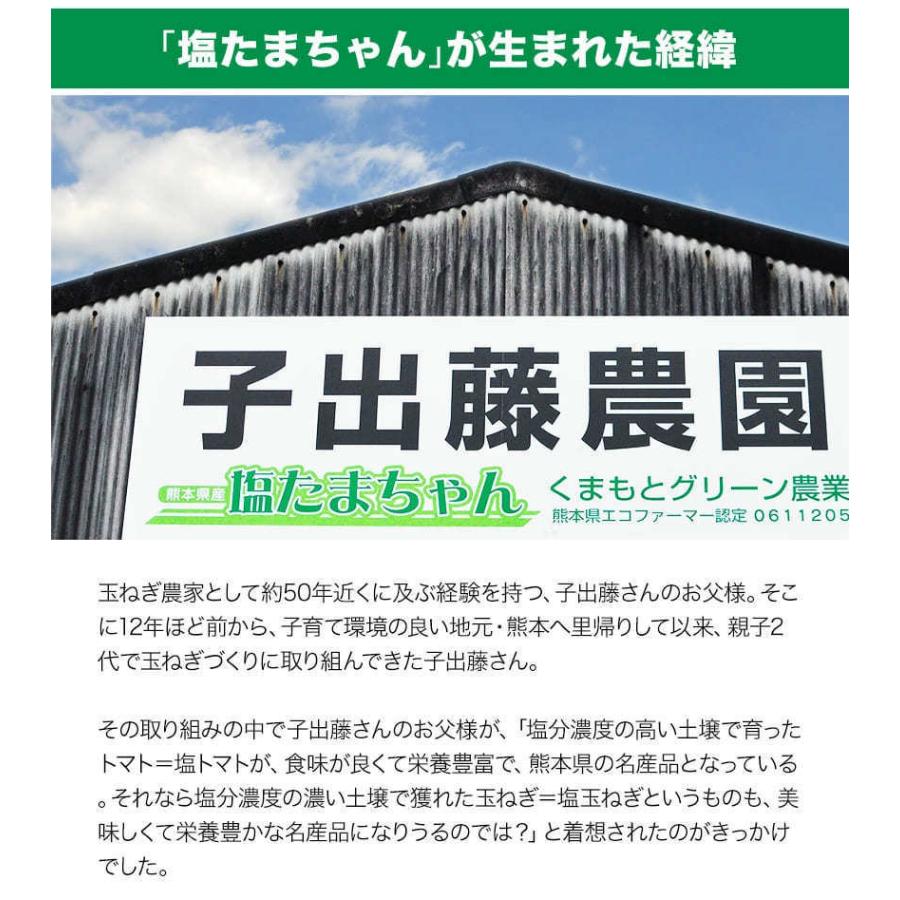熊本県産 塩たまちゃん 玉ねぎ 選べる お届けサイズ 子出藤さん 送料
