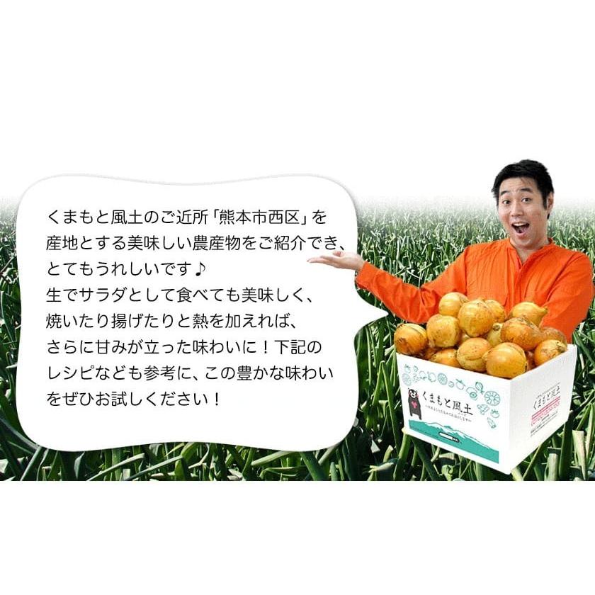 熊本 塩たま ちゃん 3kg 玉ねぎ たまねぎ 送料無料 子出藤 塩