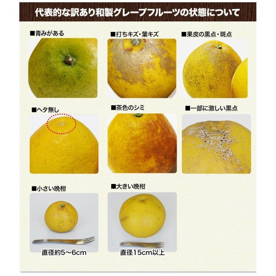 河内晩柑 訳あり みかん 和製グレープフルーツ 1.5kg 送料無料