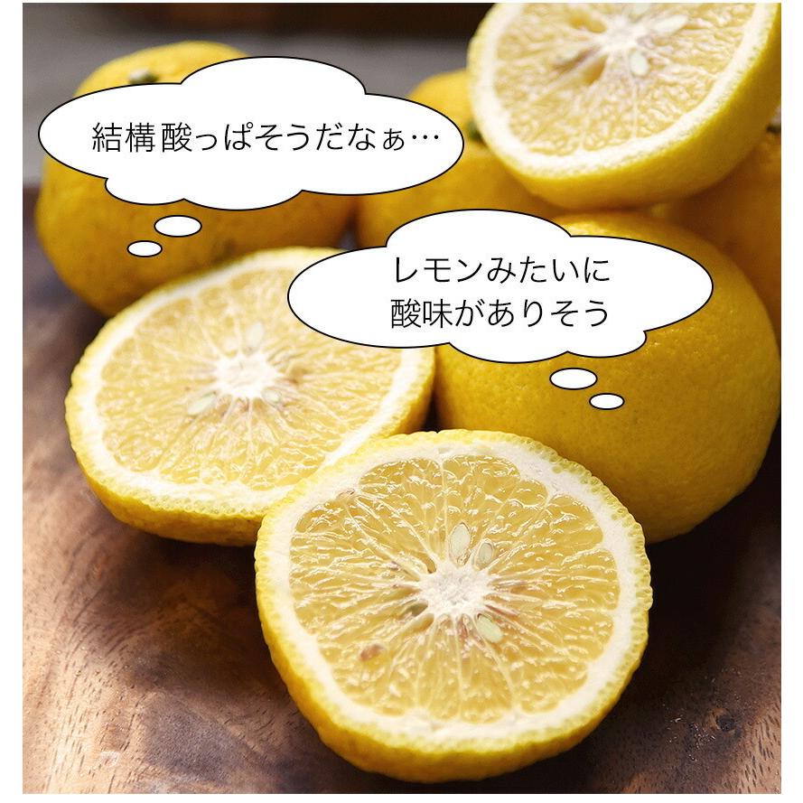 訳あり はるか 1 5kg 熊本県産 送料無料 旬 の 柑橘 みかん 取り寄せ 7 14営業日以内に出荷予定 土日祝日除く Wharuka 2 くまもと風土 ヤフー店 通販 Yahoo ショッピング
