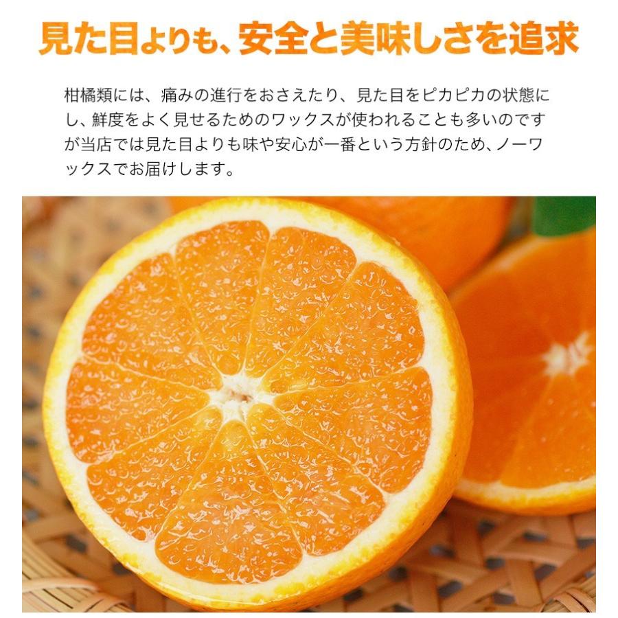 訳あり 清見 1.5kg 約6〜約20玉前後入 送料無料 熊本産 旬 みかん
