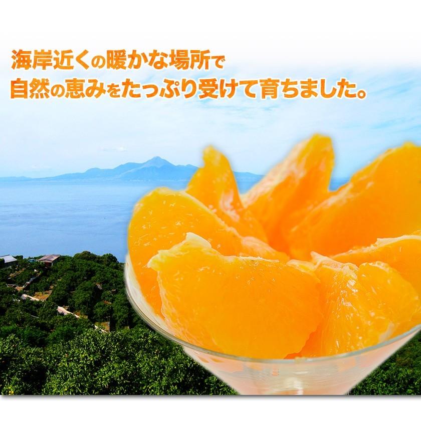 訳あり 清見 1.5kg 約6〜約20玉前後入 送料無料 熊本産 旬 みかん