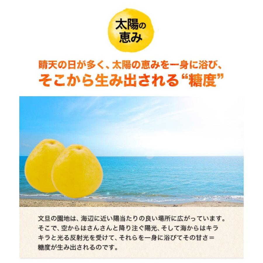 文旦 送料無料 熊本県産 1.5kg 訳あり パール柑 セレブ柑 旬 文旦 送料無料 熊本県産 1.5kg 訳あり パール柑 セレブ柑 旬