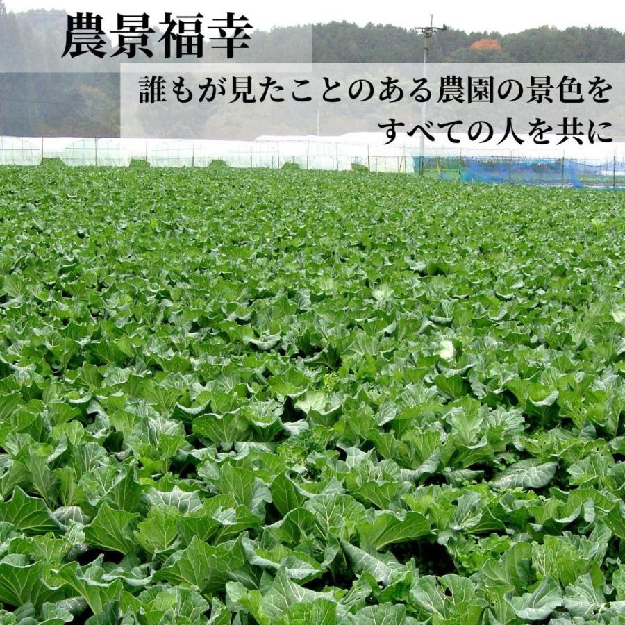 季節の有機野菜セット（新鮮　直送　農家直送　採れたて）｜kumamotominami｜03