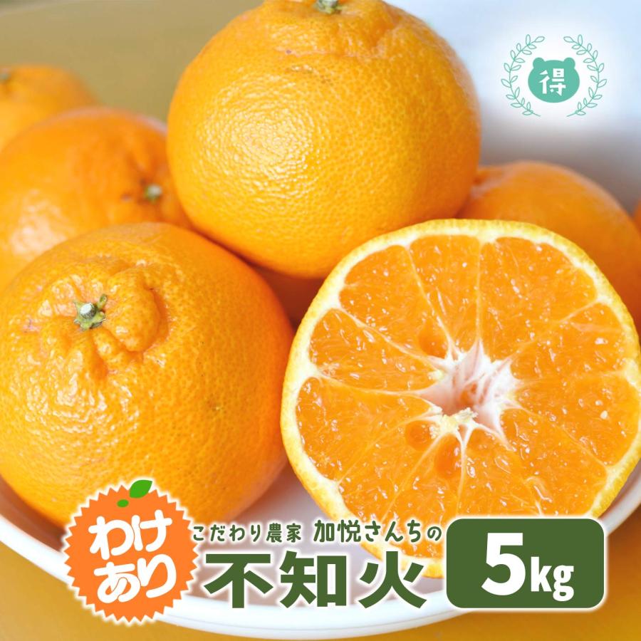 2月末〜3月発送予定 熊本県産 加悦さんちのちょっと訳あり不知火