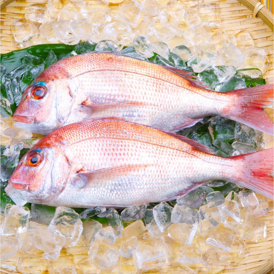 熊本県天草産 みやび鯛のあら炊き5個入り 2個で鯛頭1匹分 真鯛の煮つけ 5人前 あら煮 マダイ まだい 煮付け 急速冷凍 プロトン冷凍 Ushibuka 002 熊本得販の森yahoo 店 通販 Yahoo ショッピング